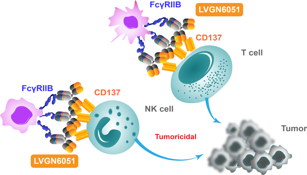 4-1bb, cd137, agonist, agonistic antibody, fcgriib, fc, immune therapy, LVGN6051, lyvgen
